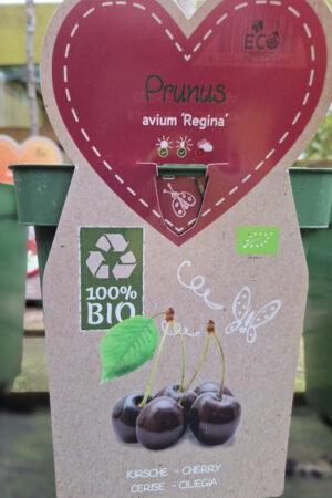 Prunus avium Regina