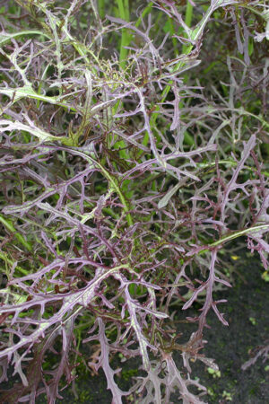 Bladmosterd 'Purple Frills' - Afbeelding 3