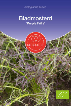 Bladmosterd 'Purple Frills' - Afbeelding 1