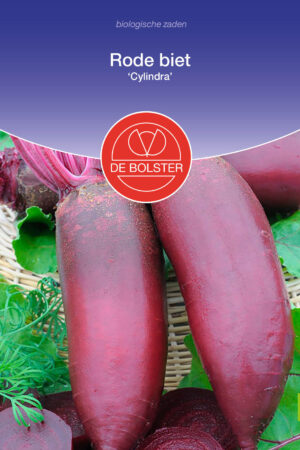 Rode biet 'Cylindra' - Afbeelding 1
