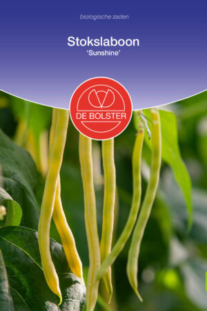 Stokslaboon 'Sunshine' - Afbeelding 1