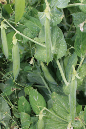Stamdoperwt 'Kelvedon Wonder' - Afbeelding 3