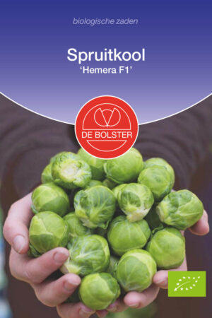 Spruitkool 'Hemera F1' - Afbeelding 1