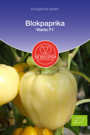 Blokpaprika 'Waldo F1' - Afbeelding 1