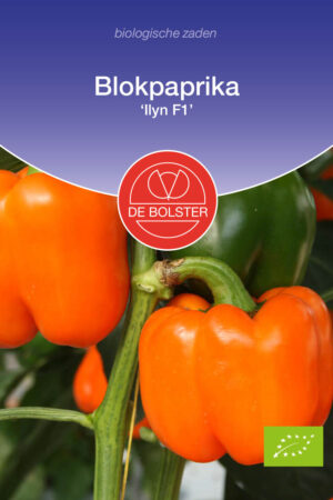 Blokpaprika 'Ilyn F1' - Afbeelding 1