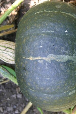 Pompoen 'Groene Hokkaido' - Afbeelding 3