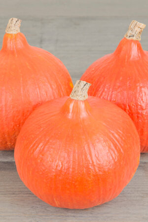 Pompoen 'Solor' - Afbeelding 3