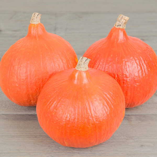 1665-1jpg - Tuincentrum Bos Park Tuin Roden 1665-1jpg