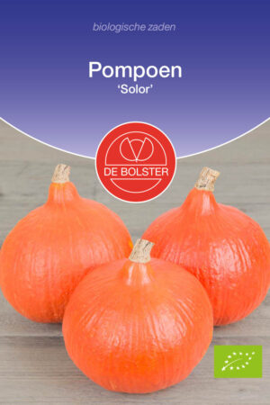 Pompoen 'Solor' - Afbeelding 1