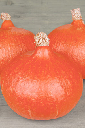 Pompoen 'Uchiki Kuri' - Afbeelding 3