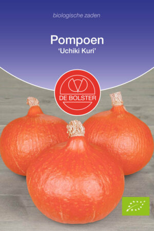 Pompoen 'Uchiki Kuri' - Afbeelding 1