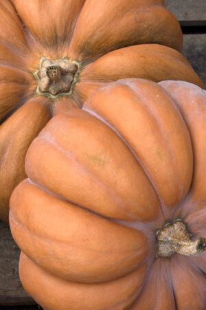 Muskaatpompoen 'Muscat de Provence' - Afbeelding 3