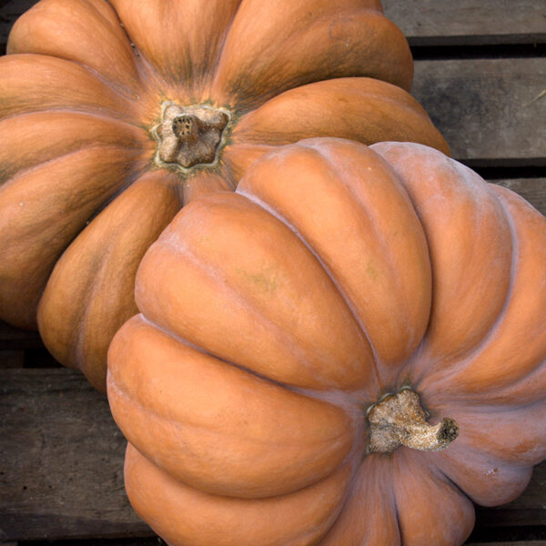 1675-1jpg - Tuincentrum Bos Park Tuin Roden 1675-1jpg