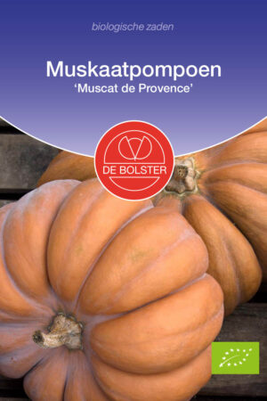 Muskaatpompoen 'Muscat de Provence' - Afbeelding 1