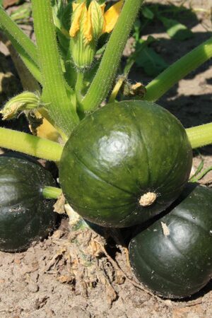 Pompoen 'Zappalito' - Afbeelding 3