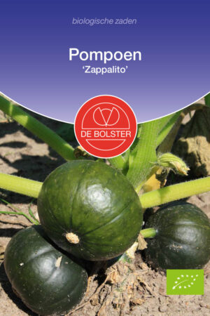 Pompoen 'Zappalito' - Afbeelding 1