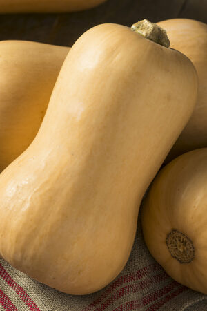 Flespompoen 'Butternut' - Afbeelding 3