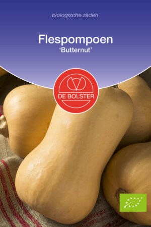 Flespompoen 'Butternut' - Afbeelding 1