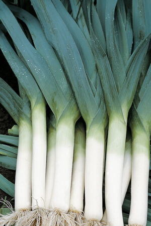 Prei 'Blauwgroene Herfst' - Afbeelding 3