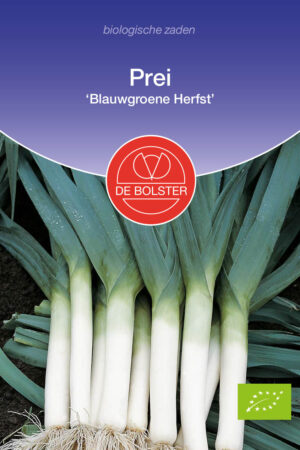 Prei 'Blauwgroene Herfst' - Afbeelding 1