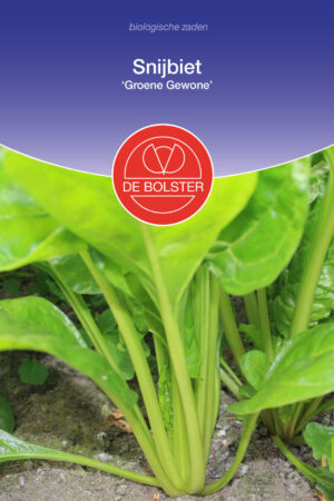 Snijbiet 'Groene Gewone' - Afbeelding 1