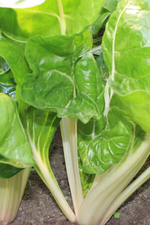 Snijbiet 'Donkergr. Gladde Witribbige 3' - Afbeelding 3