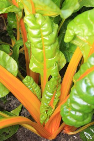 Snijbiet 'Sunset selectie' - Afbeelding 3