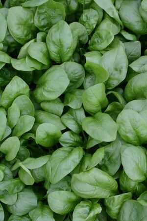 Spinazie 'Vroeg Reuzenblad' - Afbeelding 3