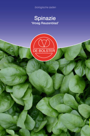 Spinazie 'Vroeg Reuzenblad' - Afbeelding 1