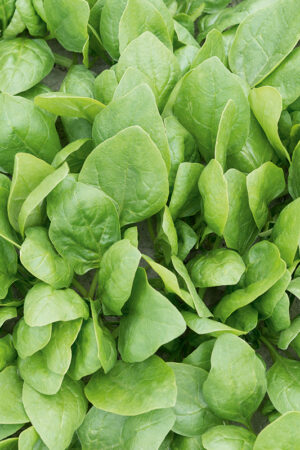 Spinazie 'Renegade F1' - Afbeelding 3