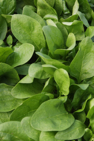 Spinazie 'Winterreuzen' - Afbeelding 3