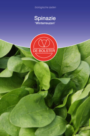 Spinazie 'Winterreuzen' - Afbeelding 1