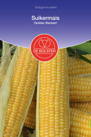 Suikermais 'Golden Bantam' - Afbeelding 1