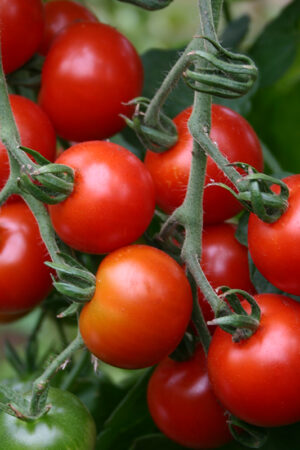Cherrytomaat 'Zuckertraube' - Afbeelding 3