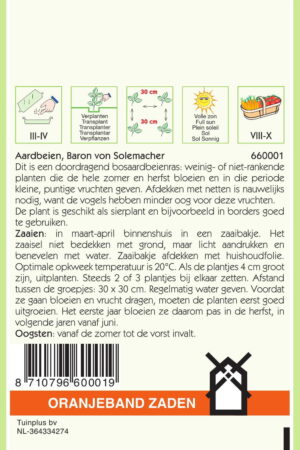 OBZ Aardbeien Baron von Solemacher - Afbeelding 2