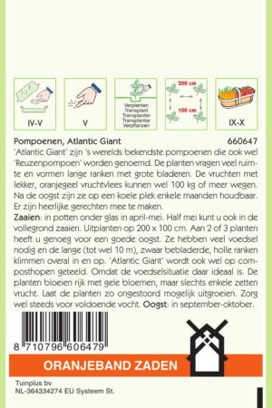 OBZ Pompoenen Atlantic Giant - Afbeelding 2