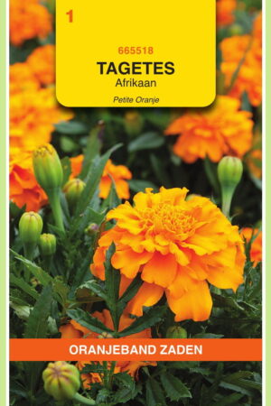 OBZ Tagetes, Afrikaan Petite Orange - Afbeelding 1