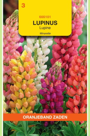 OBZ Lupinus, Lupine Minarette gemengd - Afbeelding 1