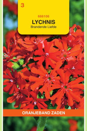 OBZ Lychnis, Brandende Liefde - Afbeelding 1