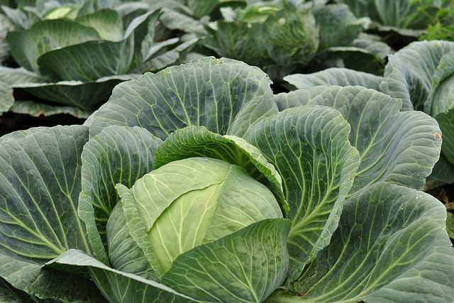 cabbage-g93ce13cbb_640.jpg - Tuincentrum Bos Park Tuin Roden cabbage-g93ce13cbb_640.jpg