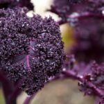 cabbage-gd9a74a5de_640.jpg - Tuincentrum Bos Park Tuin Roden cabbage-gd9a74a5de_640.jpg