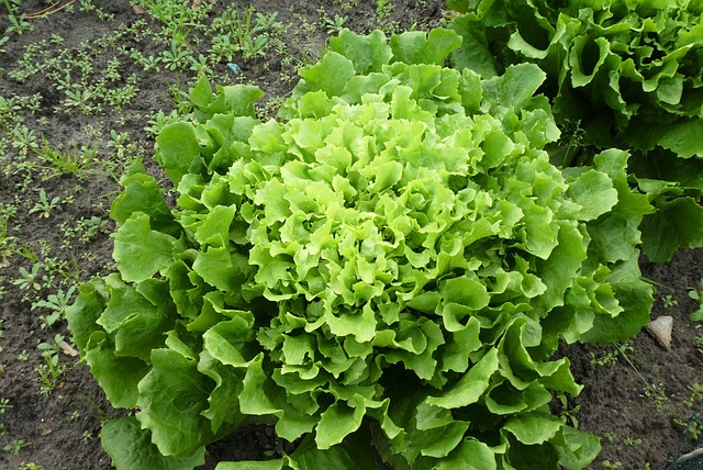 endive-g45968874f_640.jpg - Tuincentrum Bos Park Tuin Roden endive-g45968874f_640.jpg