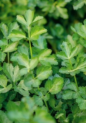 Blad-selderij plant 4x4cm - Afbeelding 1