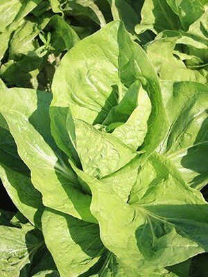 groenlof  4x4cm - Afbeelding 1