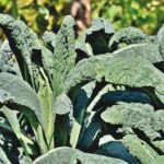 kale-g503492721_640.jpg - Tuincentrum Bos Park Tuin Roden kale-g503492721_640.jpg