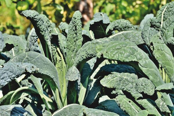 kale-g503492721_640.jpg
