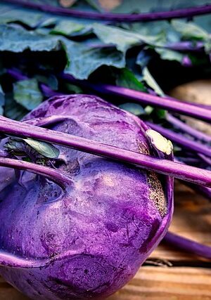 Koolrabi blauw plant 4x4cm - Afbeelding 1