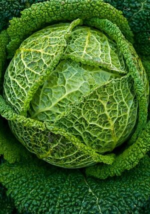 Kool savooie plant 4x4cm - Afbeelding 1