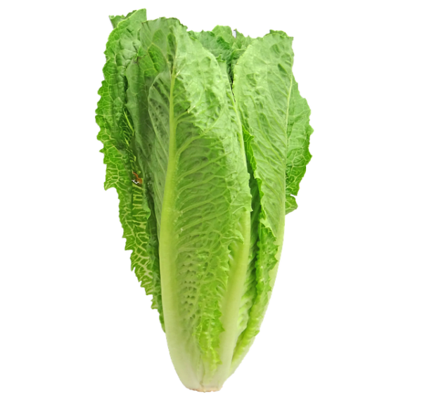 lettuce-g60e083009_640-1.png - Tuincentrum Bos Park Tuin Roden lettuce-g60e083009_640-1.png