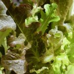 lettuce-g65ad8dc23_640.jpg - Tuincentrum Bos Park Tuin Roden lettuce-g65ad8dc23_640.jpg